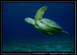 The take off of a green Turtel towards the surface.... :O) by Michel Lonfat 